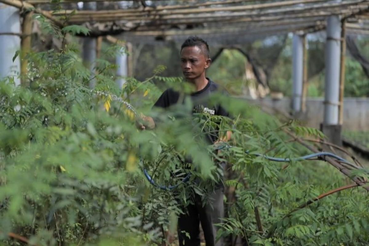 PLN kembangkan ekosistem biomassa berbasis pertanian terpadu dengan ubah lahan kritis