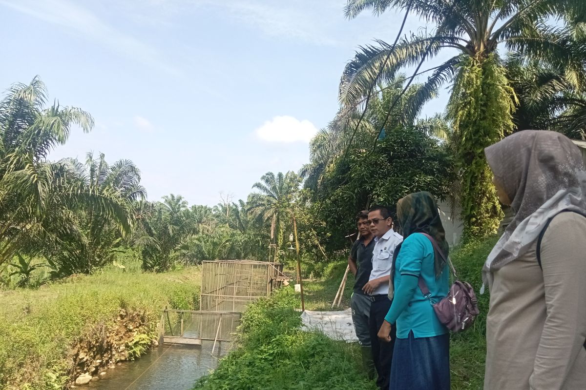 Dinas Perikanan Pasaman Barat salurkan 250 ribu bibit ikan