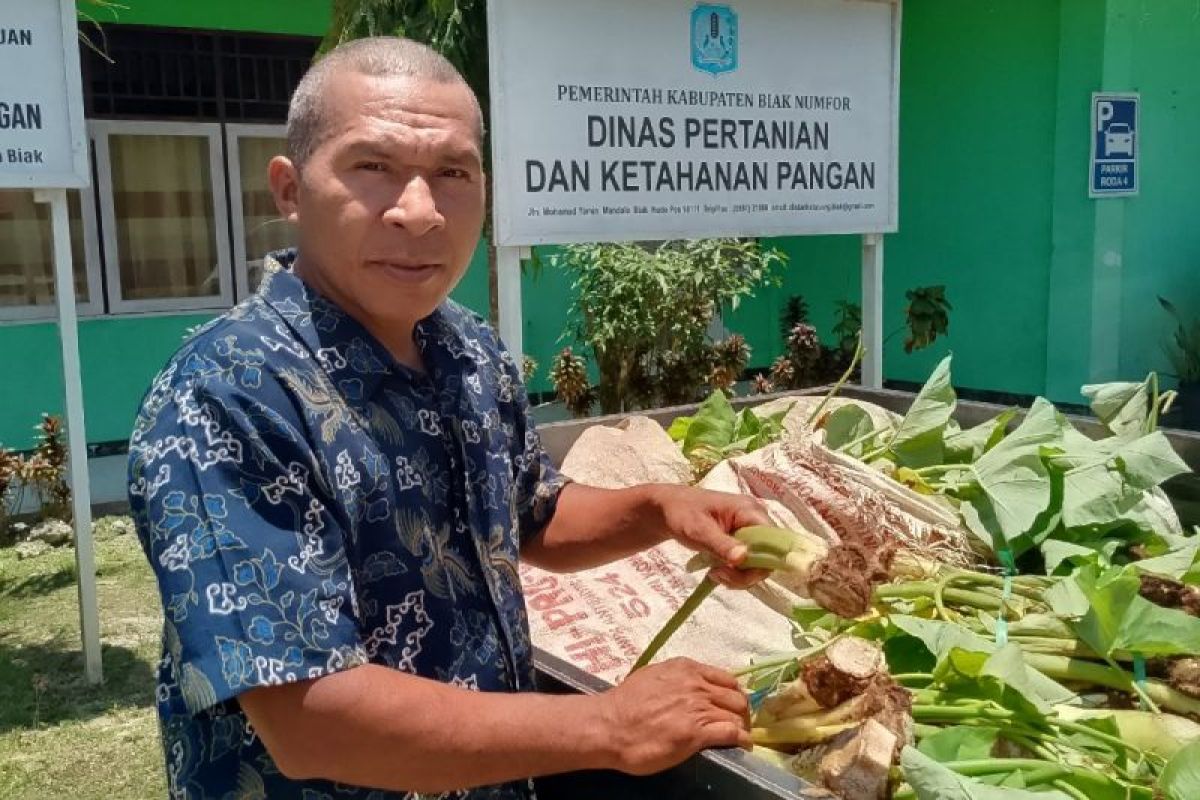 Pemprov Papua salurkan bantuan bibit keladi untuk petani OAP