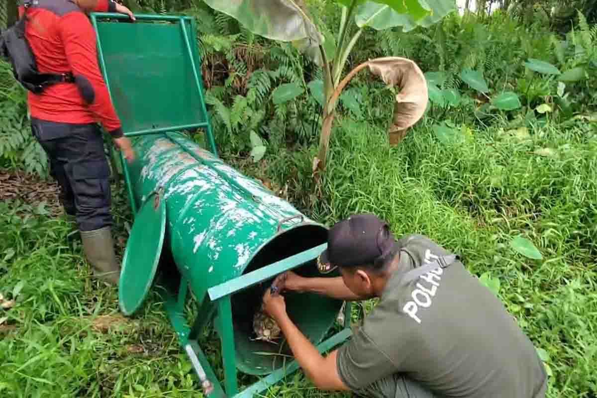 Warga Sampit diteror beruang, diduga peliharaan yang lepas