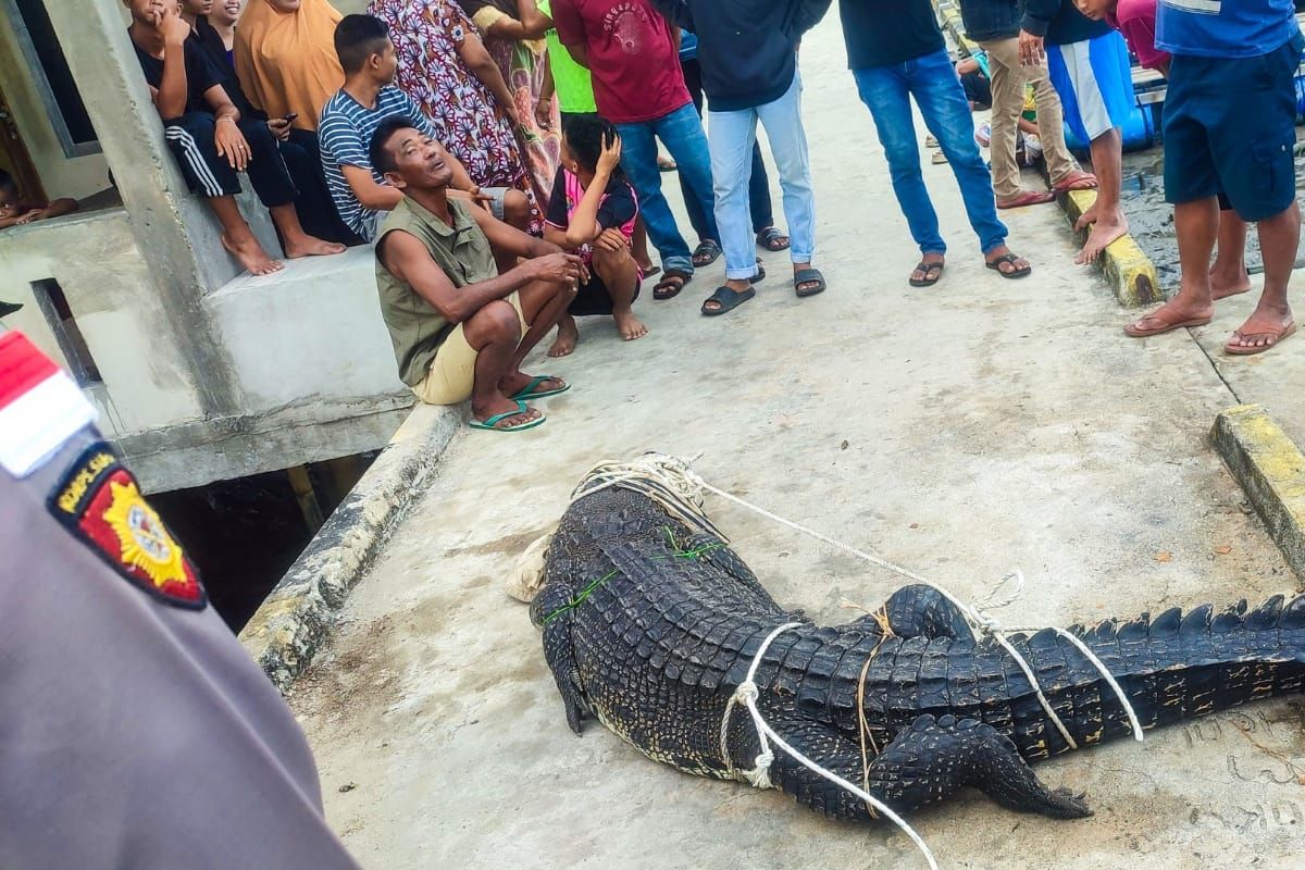 Polres Natuna tangkap buaya 4 meter di pemukiman warga