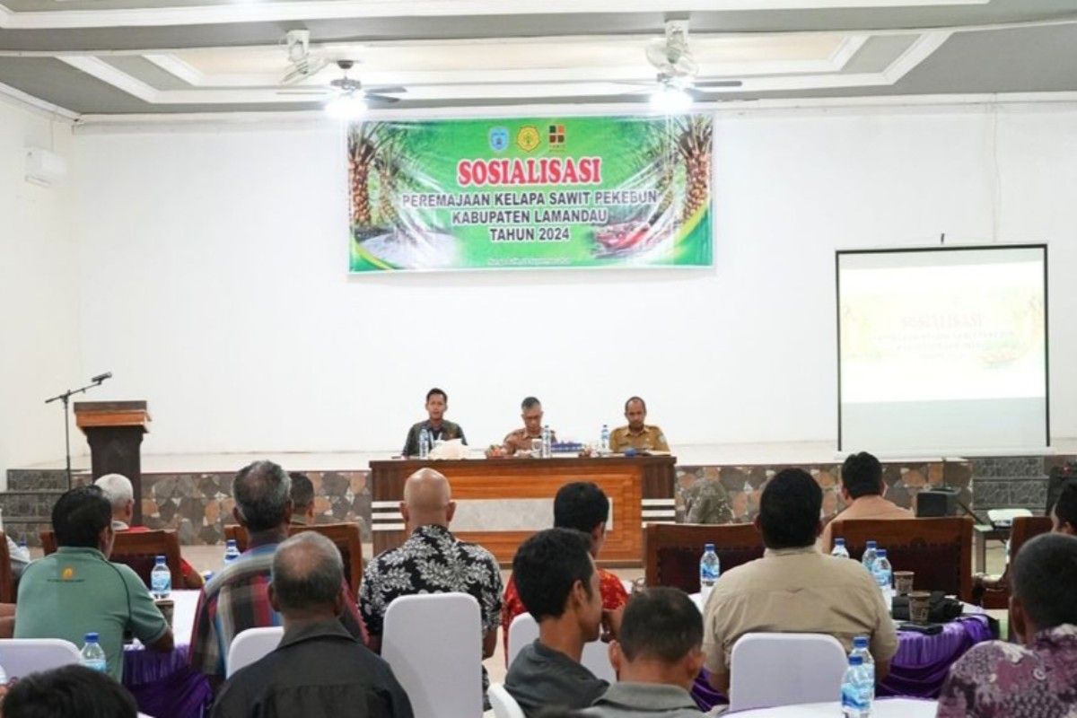 Pemkab Lamandau sosialisasikan Program Peremajaan Kelapa Sawit Pekebun