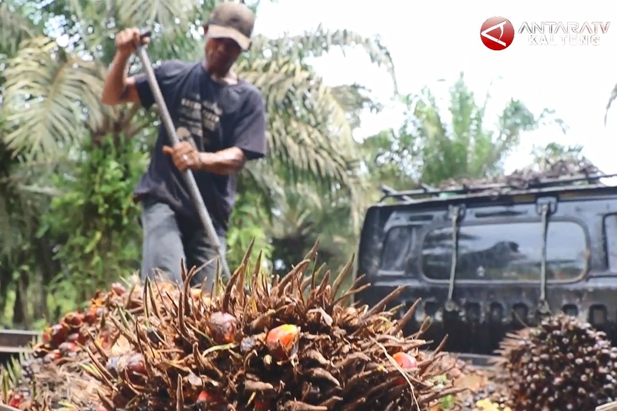 DPRD Seruyan minta perhatian pemerintah atasi masalah plasma