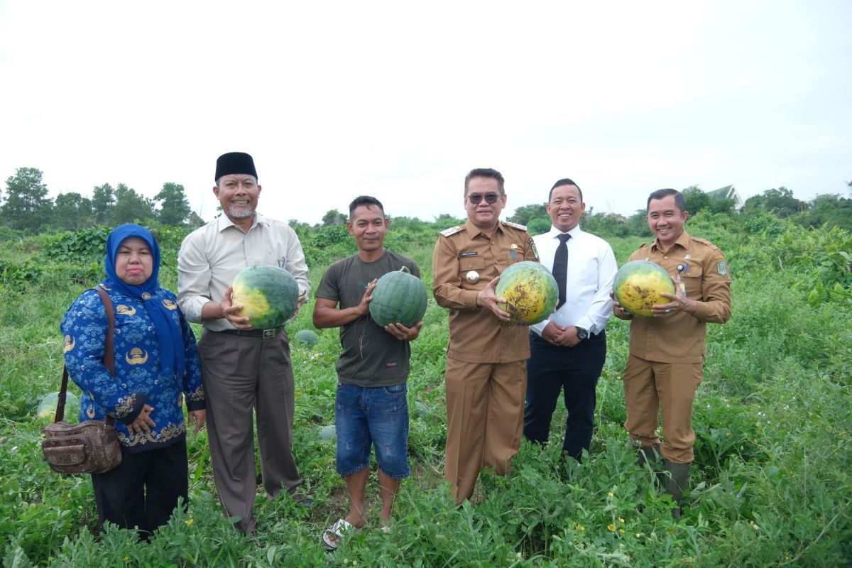 Pjs Bupati Siak panen perdana 50 ton semangka di lahan tidur