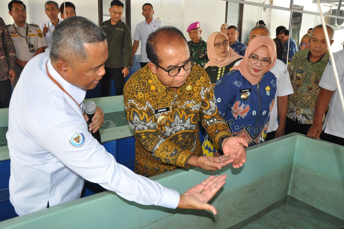 Pj Gubernur Lampung minta tata kelola benih bening lobster diperhatikan