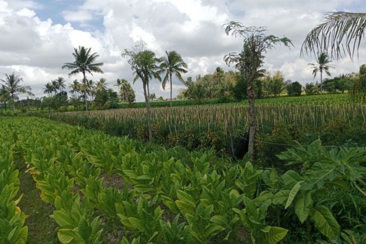 Harga tembakau untungkan petani di Lombok Tengah