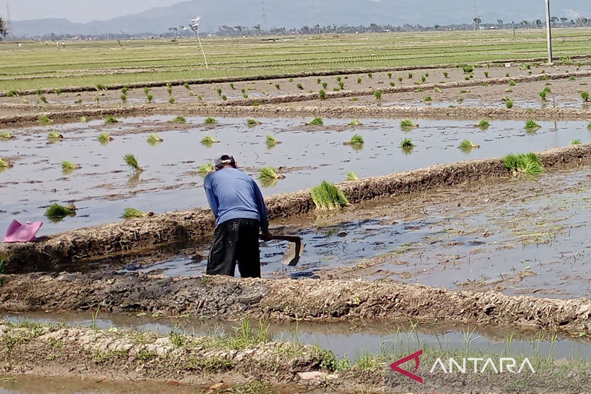 Dispertan  Cilacap: Stok pupuk subsidi mencukupi kebutuhan untuk MT I