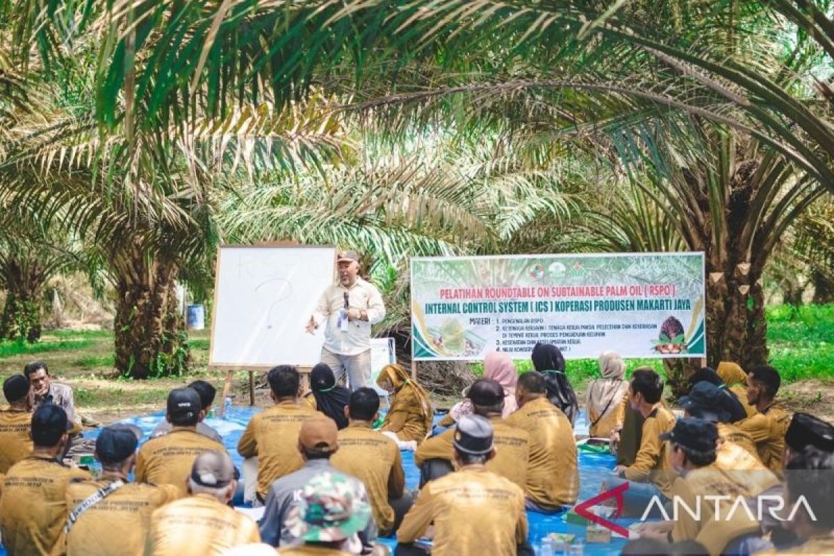 PTPN IV rangkul 1.584 petani mitra perkuat perkebunan berkelanjutan standar internasional RSPO