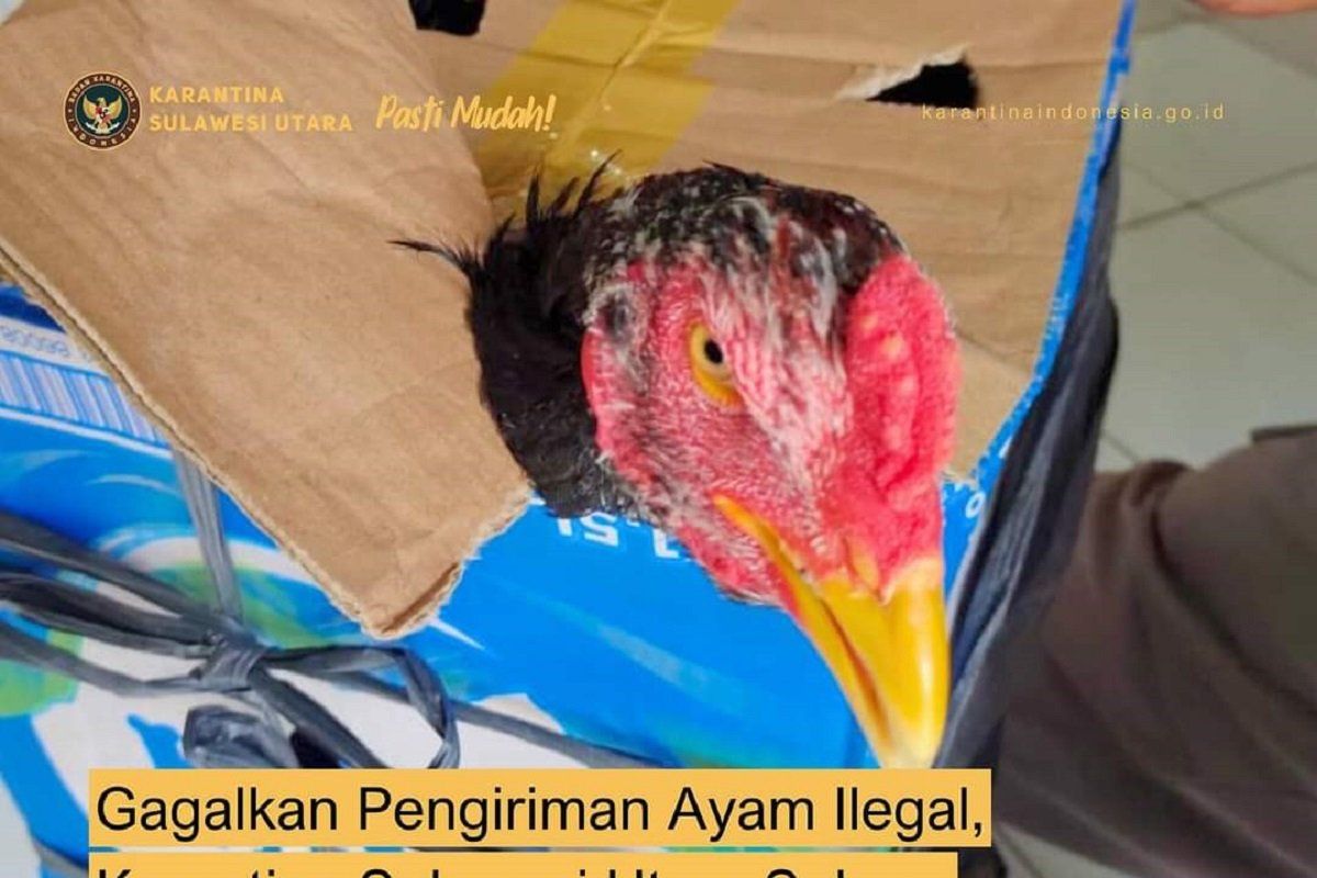 Karantina gagalkan  pengiriman ilegal unggas ke Maluku Utara