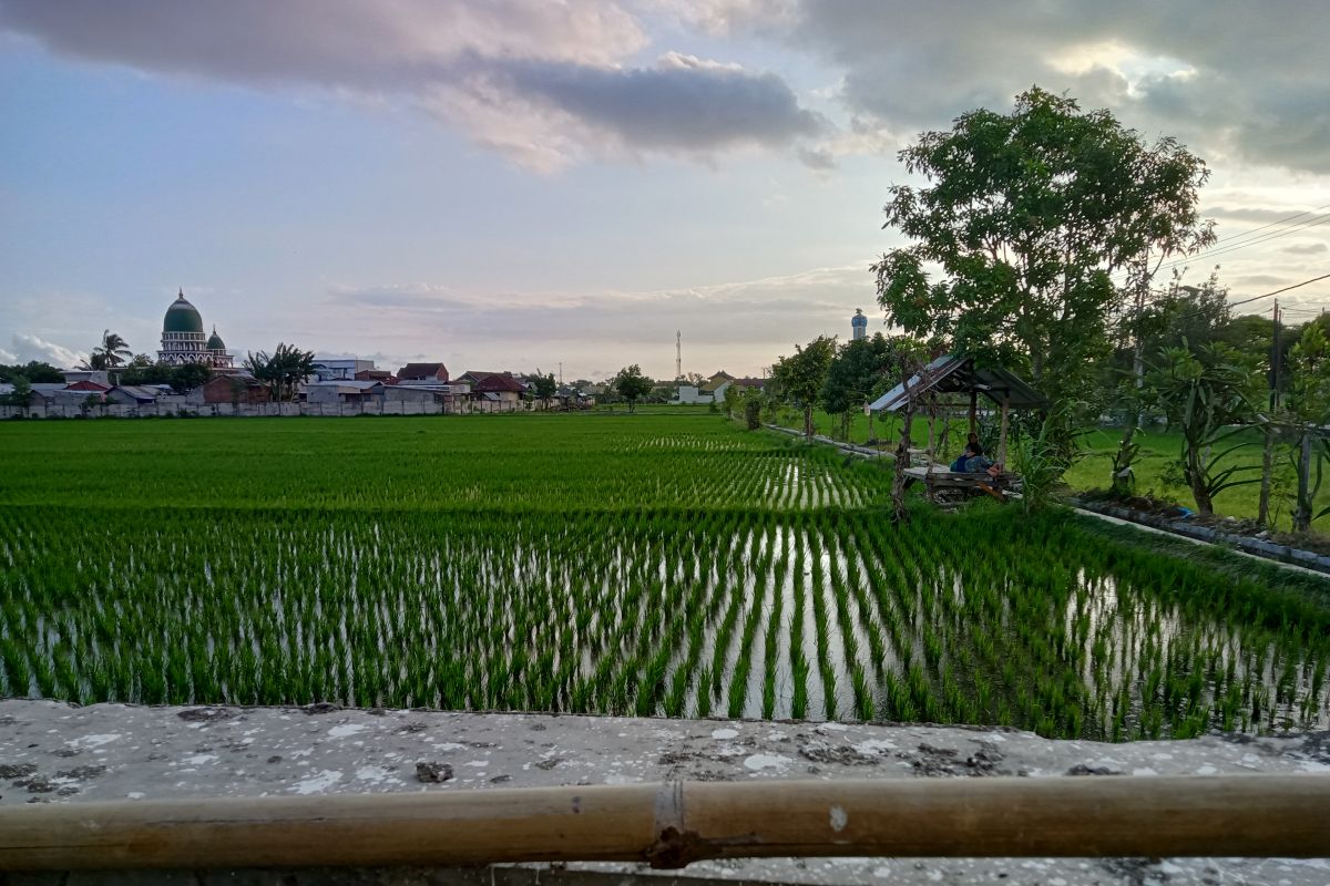 Mataram atasi kekurangan air sawah dengan bantuan mesin pompa