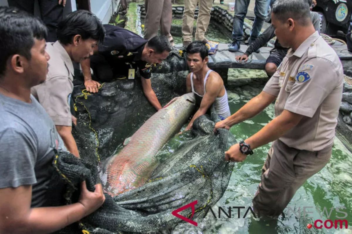 Banyak warga sukarela serahkan ikan predator, DKP DIY sediakan tempat penampungan