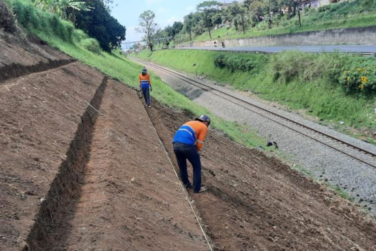 Akar wangi antisipasi longsor akibat curah hujan