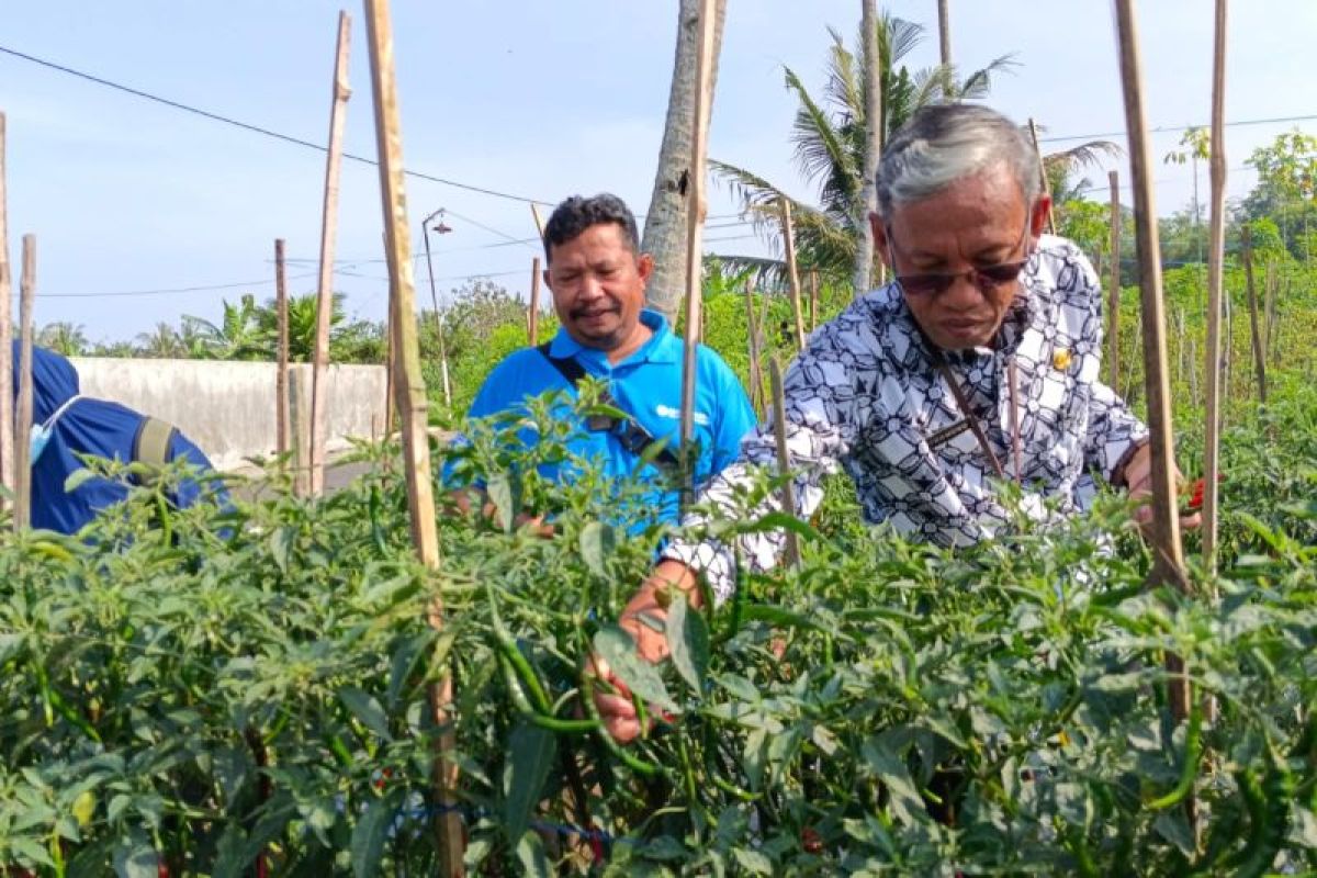 Dinas Pertanian Sleman mendampingi petani cabai saat harga anjlok