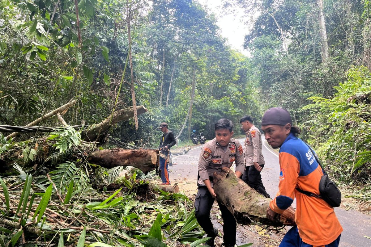 Petugas evakuasi pohon tumbang di jalan lintas Pesisir Barat