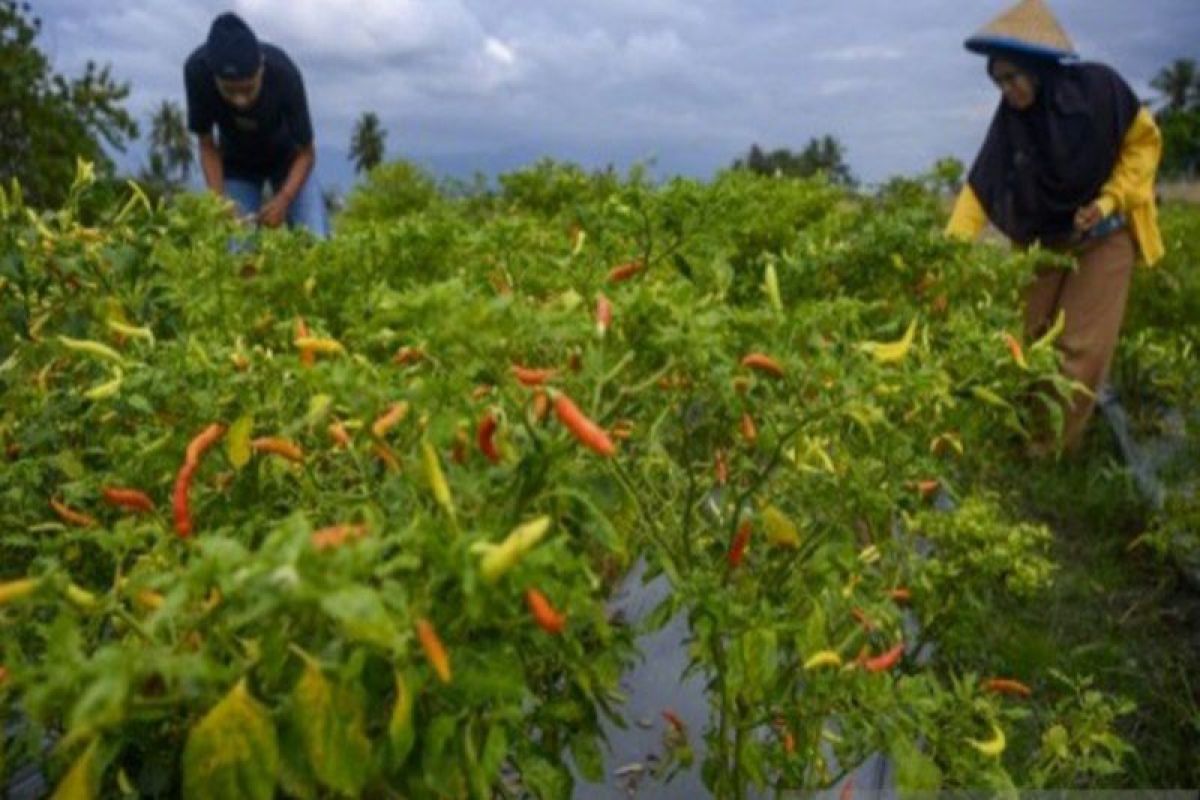 Sulteng realisasikan 110 hektare lahan untuk budidaya cabai