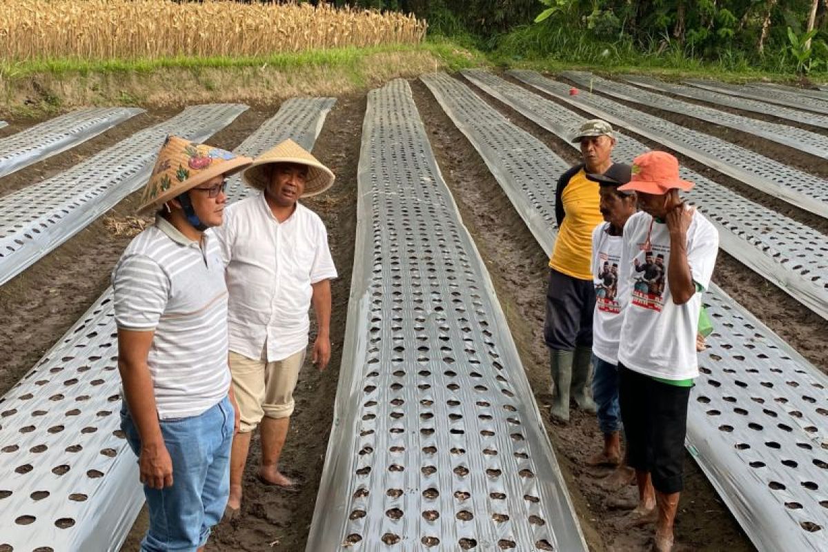 Harda-Danang siap jadikan Pandowoharjo Sentra Bawang Merah Sleman