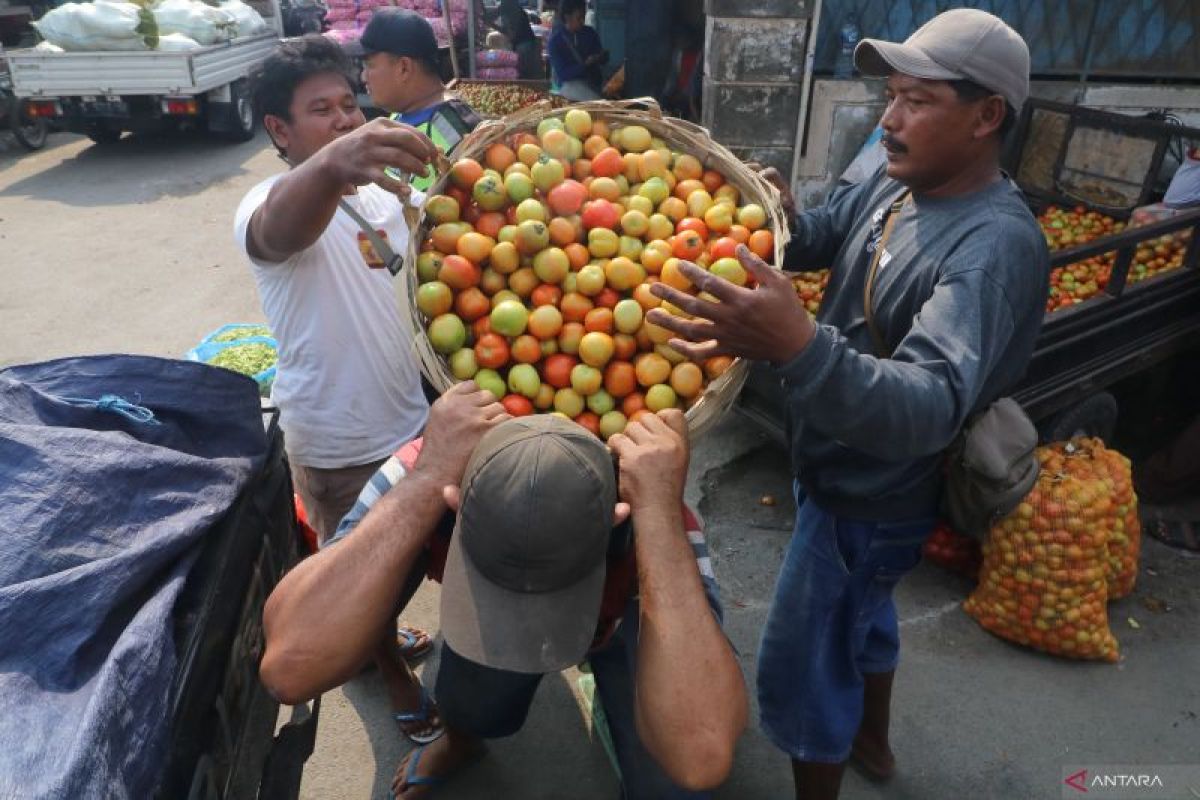 Musim hujan, harga tomat melambung di Medan