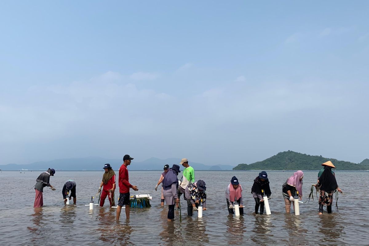 Bukit Asam- KTH tanam bibit lamun di Lampung