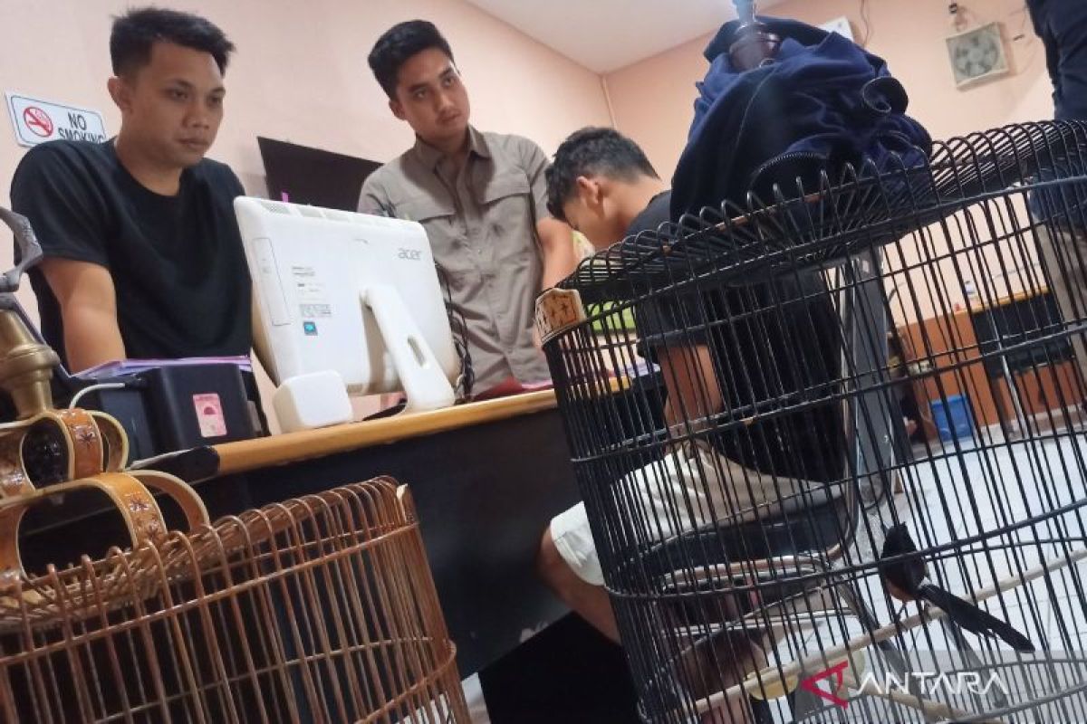 Polisi tangkap pencuri burung murai batu seharga Rp17 juta di Mataram