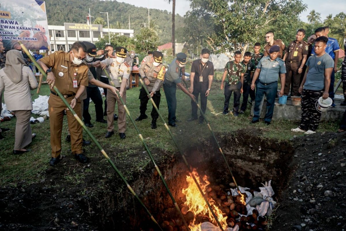 Karantina Sulut musnahkan 144 ekor ayam tanpa dokumen cegah flu burung