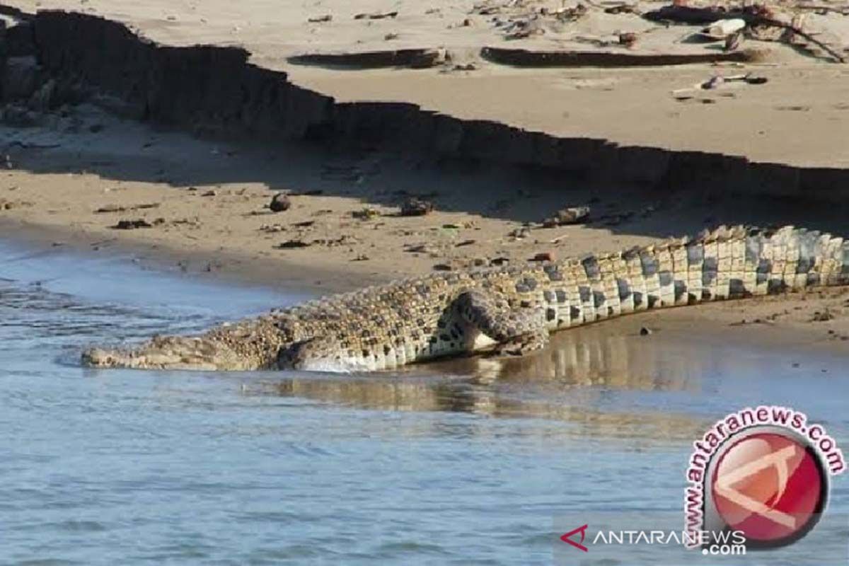 Warga Desa Seberang Sanglar Inhil hilang diterkam buaya saat mandi di sungai