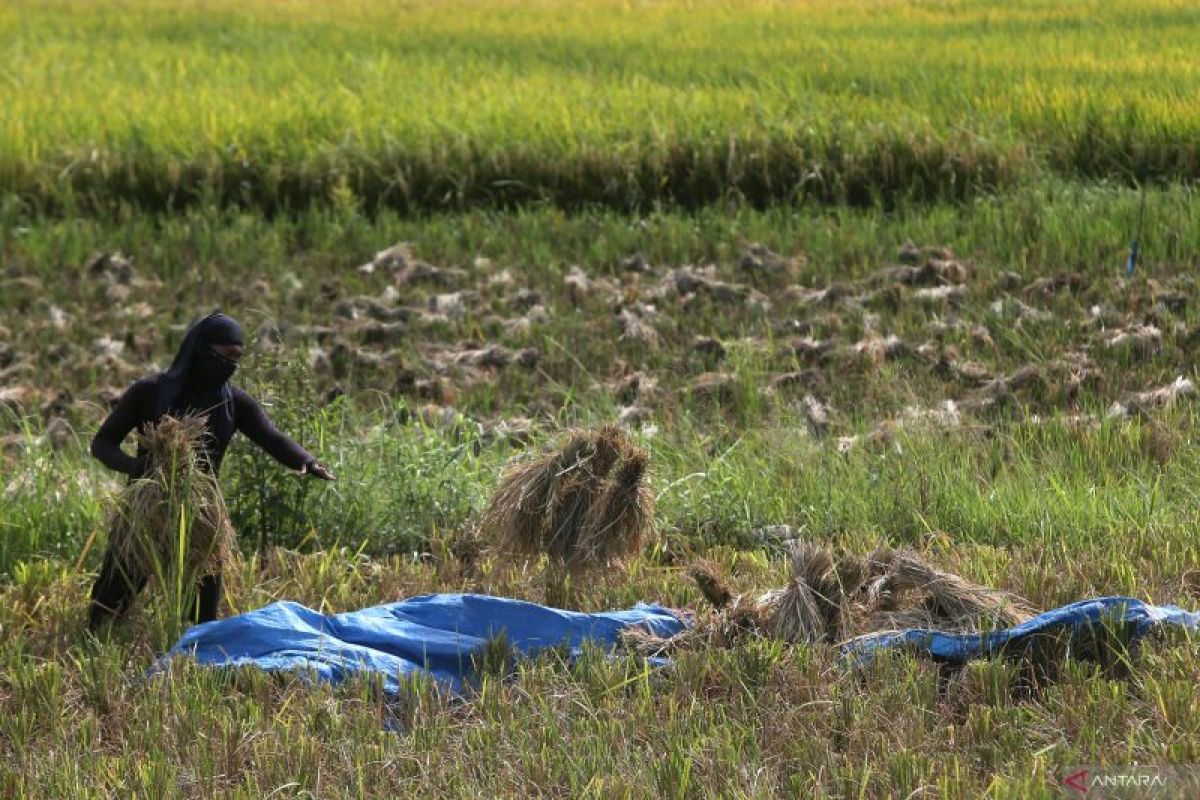 DPRD soroti kondisi harga gabah di Seruyan