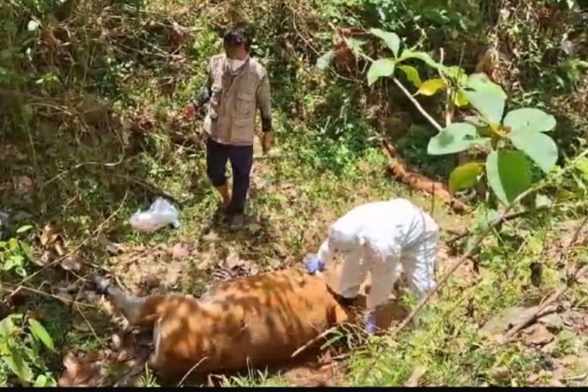 Dinas Pertanian sebut 428 ekor sapi di Bombana mati diduga virus Jembrana