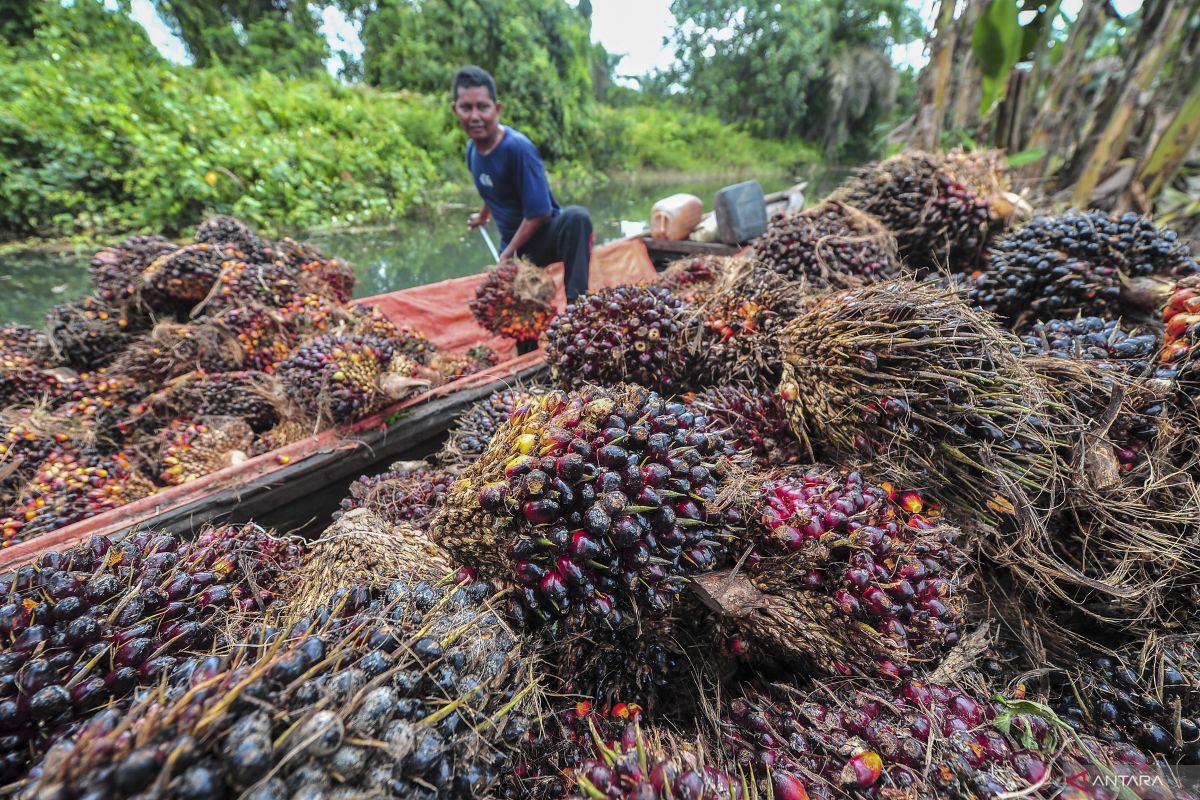 Indef sebut pengetahuan tentang EUDR masih rendah