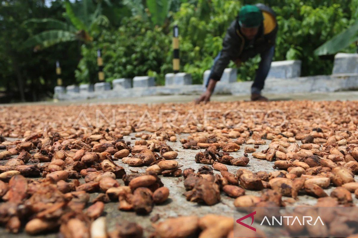 Harga biji kakao tembus Rp90 ribu per kg