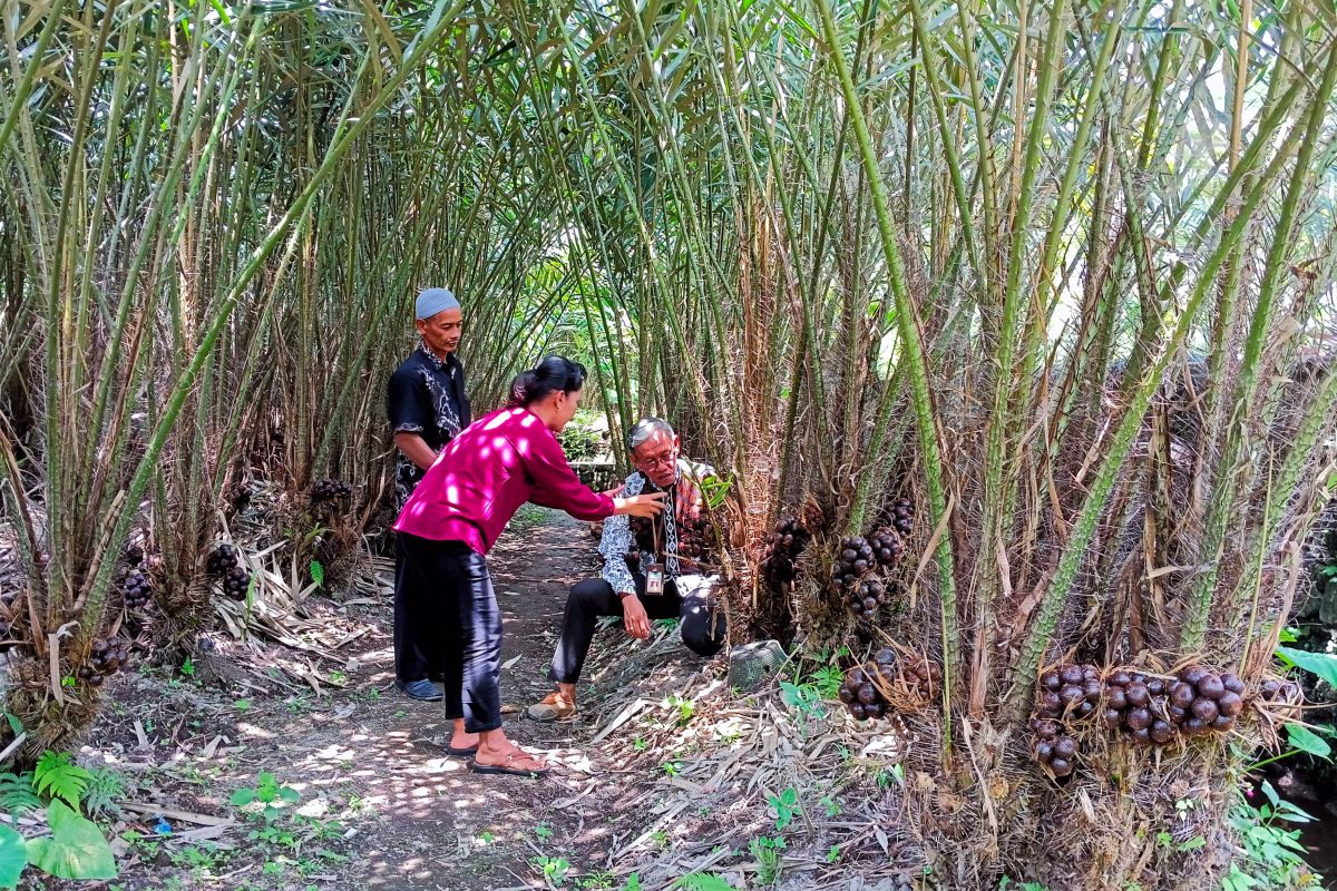 DP3 Sleman kembangkan salak madu probo sejahterakan petani