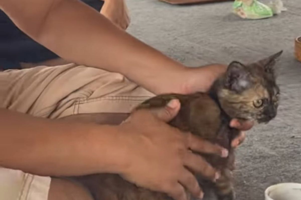 ICA Mataram apresiasi Bang Zul peduli penanganan kucing dan anjing liar