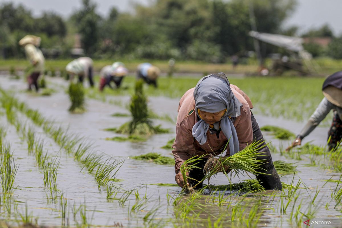 Petani Jawa kuno tentukan musim tanam dengan rasi bintang