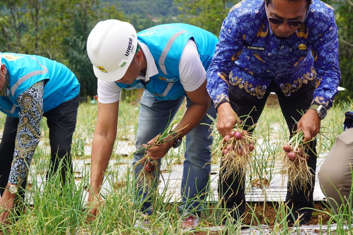 Nagari Talang Babungo Solok transformasi pertanian bawang merah