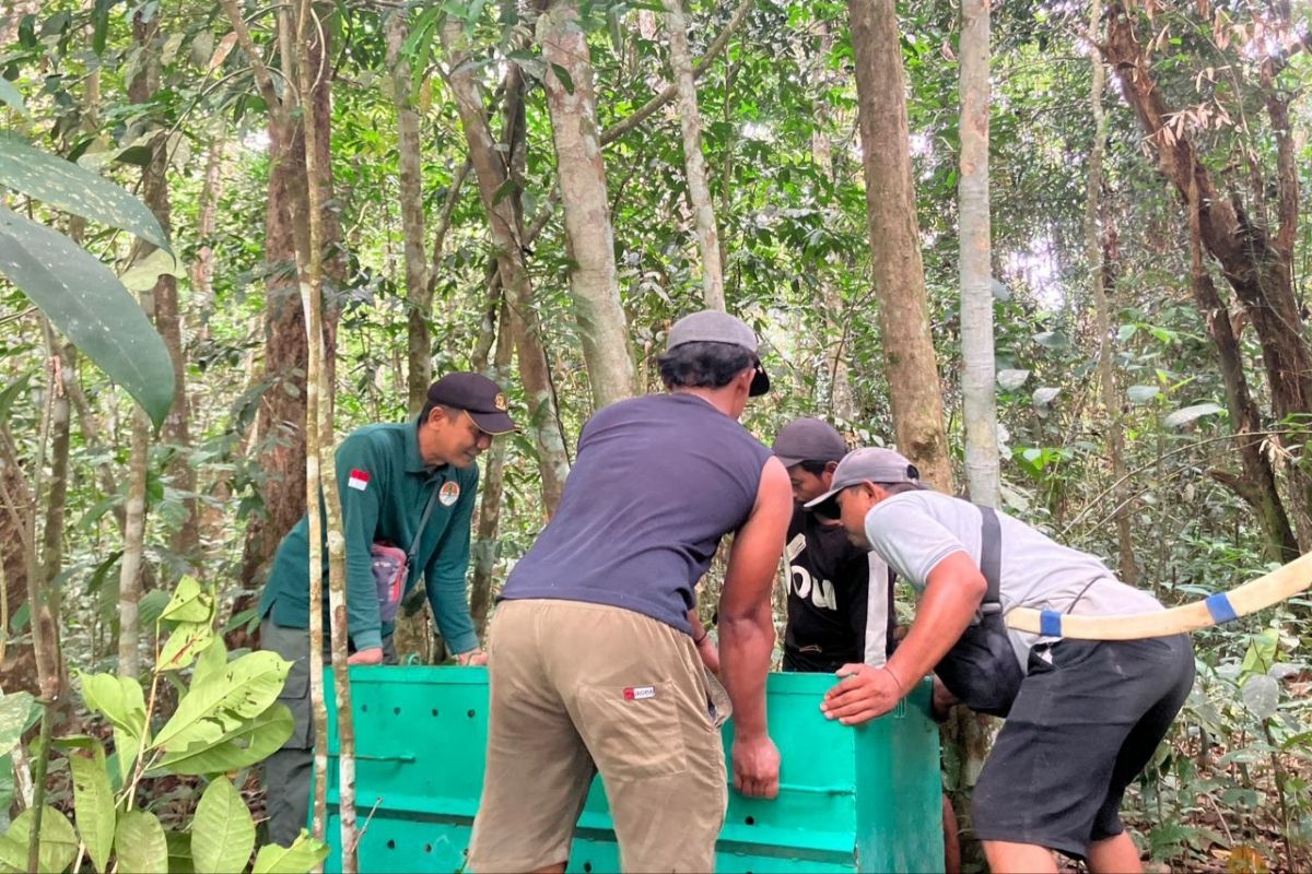 Khawatir serang anak sekolah, BKSDA Sampit berupaya tangkap beruang