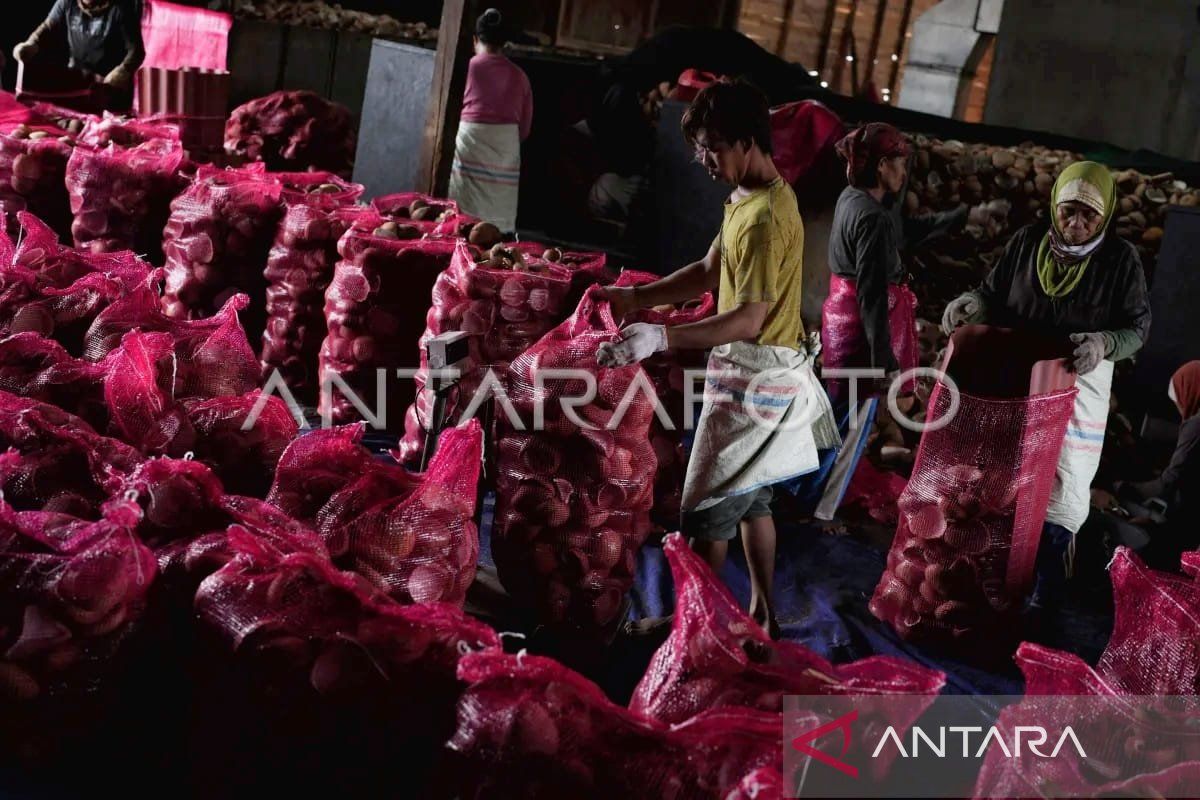 Harga kopra hitam pedagang di Kendari capai Rp13.000/kg