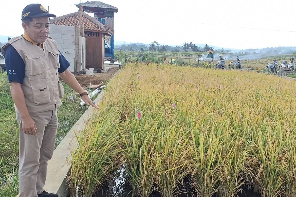 Pakar  Unsoed dukung target swasembada pangan yang ditetapkan Prabowo