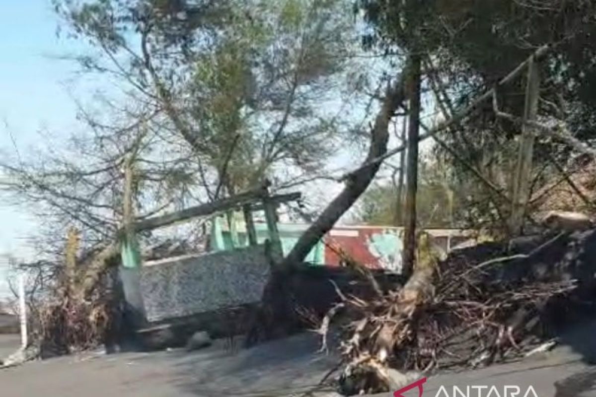 Kulon Progo berharap lokasi penangkar penyu Trisik direvitalisasi