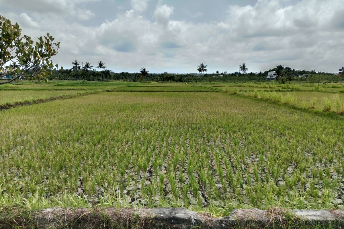 Lombok Tengah dapat tambahan pupuk bersubsidi