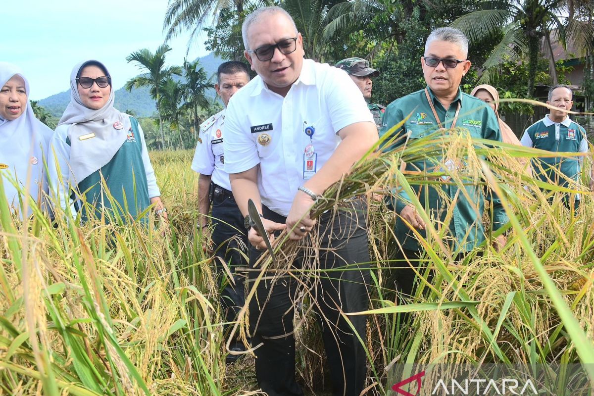 "Sawah pokok murah" tingkatkan produksi padi di Padang