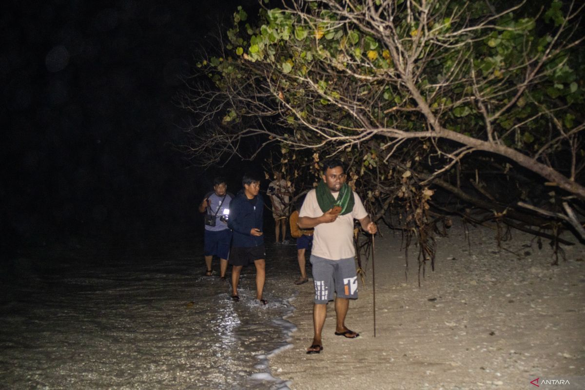 KKP: Akhir dari puncak peneluran penyu di Pulau Bando di Oktober