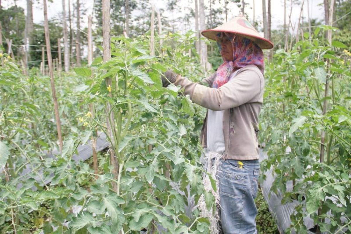 Menyiapkan program pangan berkelanjutan melalui teknologi perbenihan