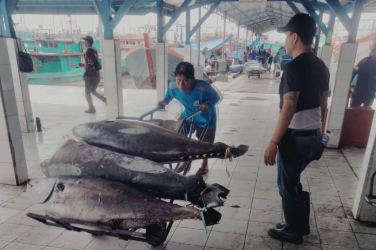 Dinas Perikanan:  Produksi perikanan tangkap di Cilacap meningkat