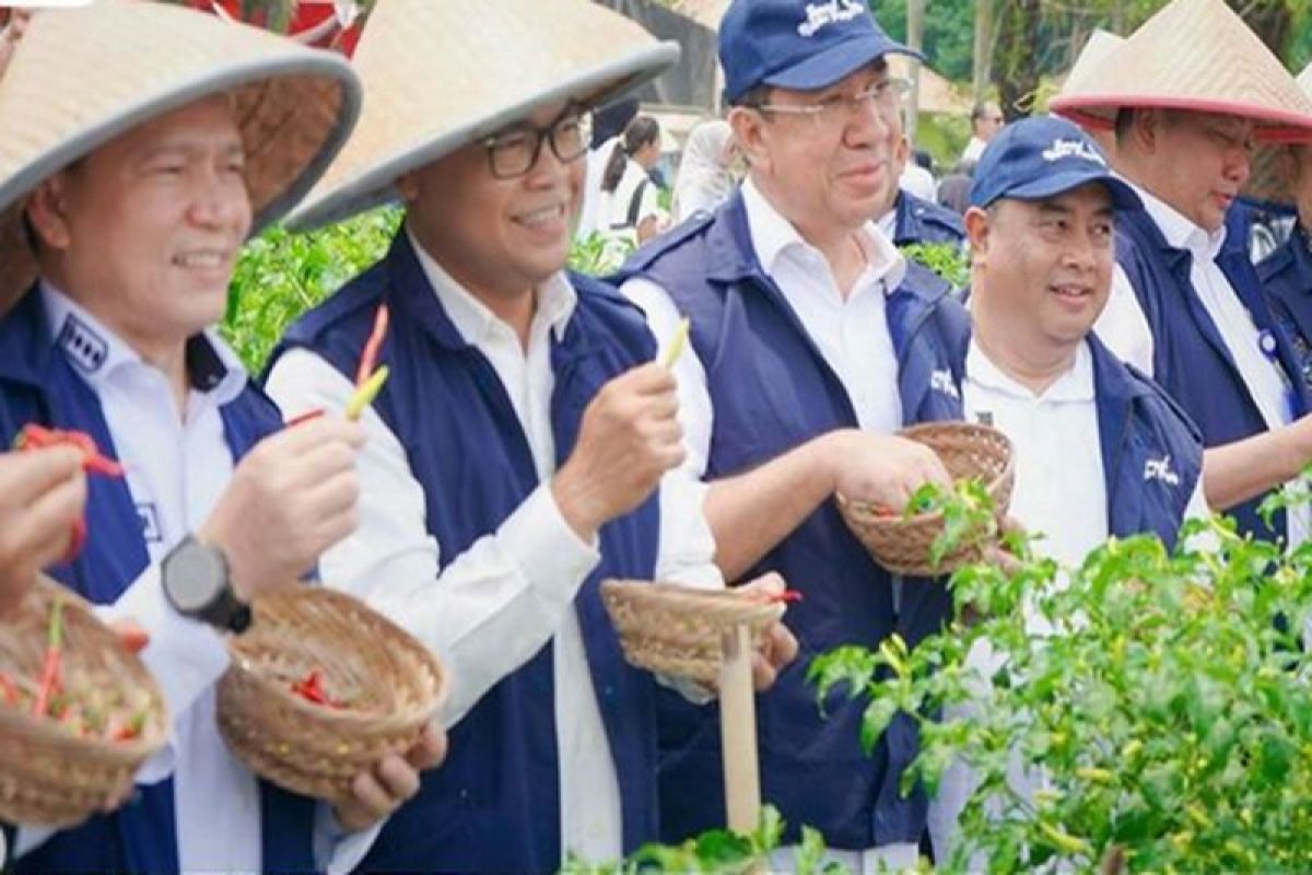 Pj Gubernur Sumsel panen raya cabai di Gelumbang Muara Enim