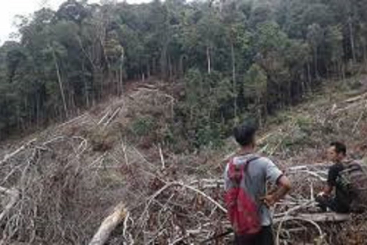 KPHP Pessel minta masyarakat awasi illegal logging