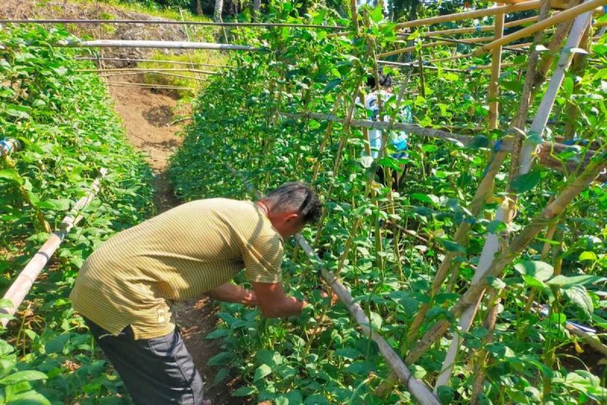 Program SAE Lapas Ulu Siau dukung  ketahanan pangan