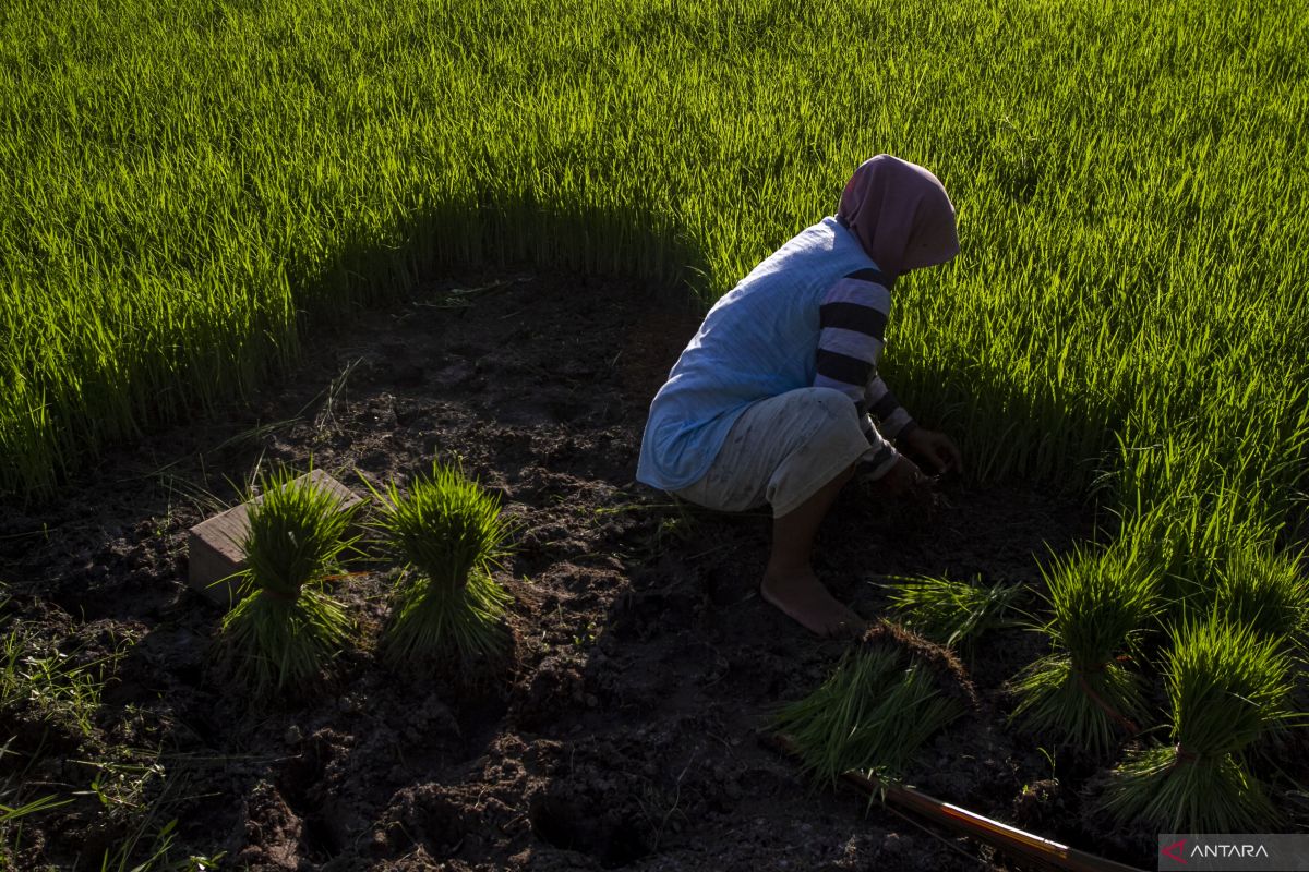 Regenerasi petani untuk pertanian berkelanjutan