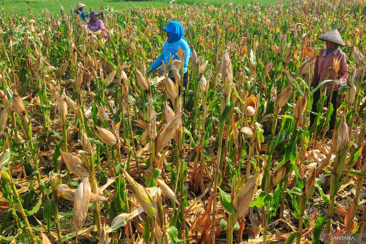 Jagung masih menjadi komoditas paling banyak dimuat di NTB