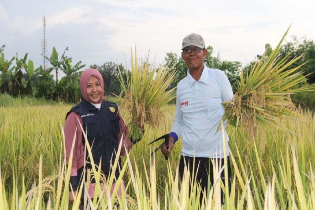 DP3 Sleman berhasil kembangkan kawasan pertanian sehat hemat biaya