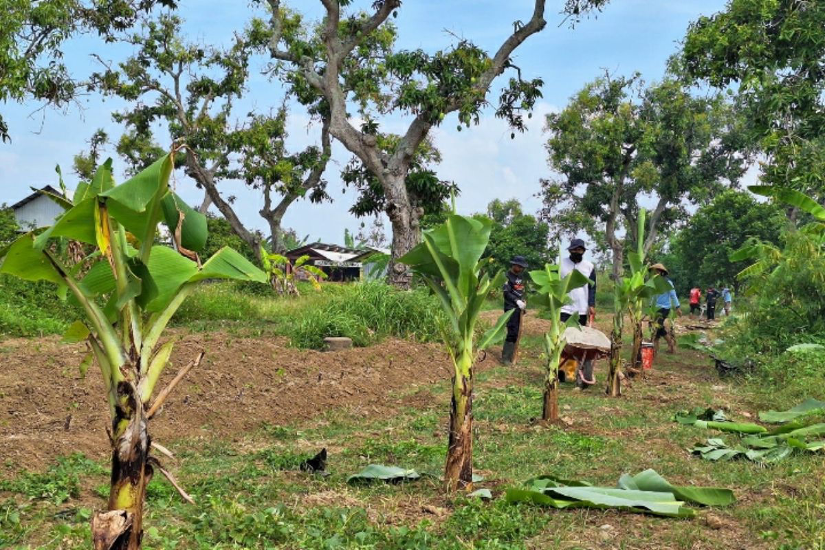 Lapas Terbuka Kendal kembangkan pisang morosebo