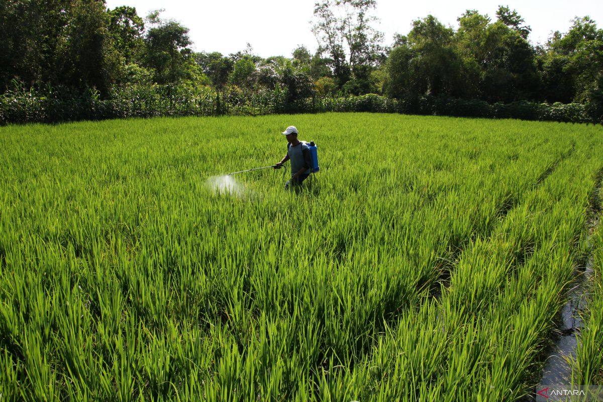 Kementan percepat swasembada pangan lewat cetak sawah-Oplah di Kalteng